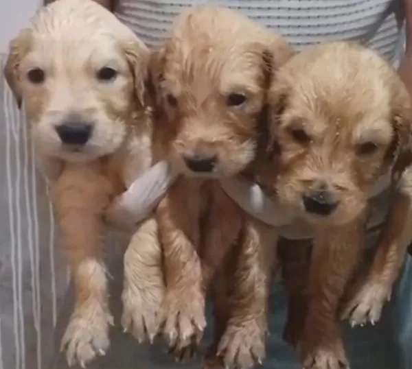 Safkan Golden Retriever Yavrularımız Mevcut