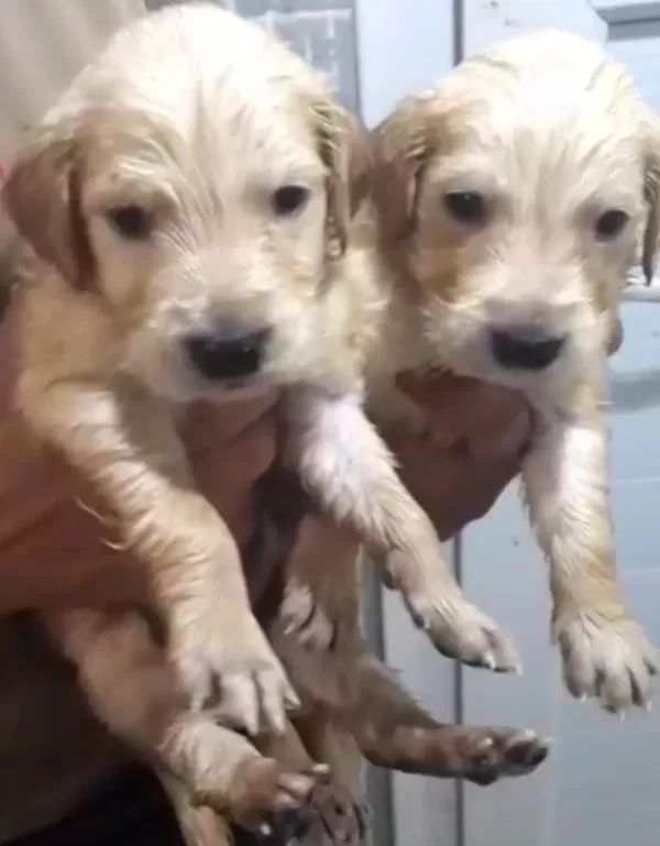 Safkan Golden Retriever Yavrularımız Mevcut