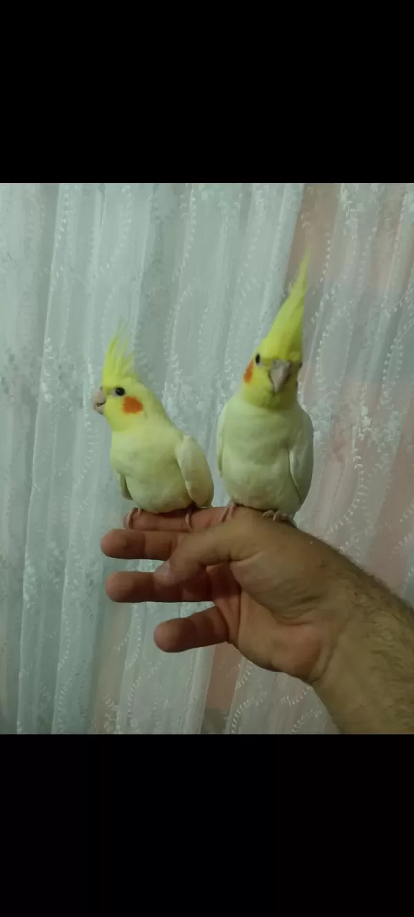 45 50 Günlük Full Evcil Lutino Sultan Bebekler