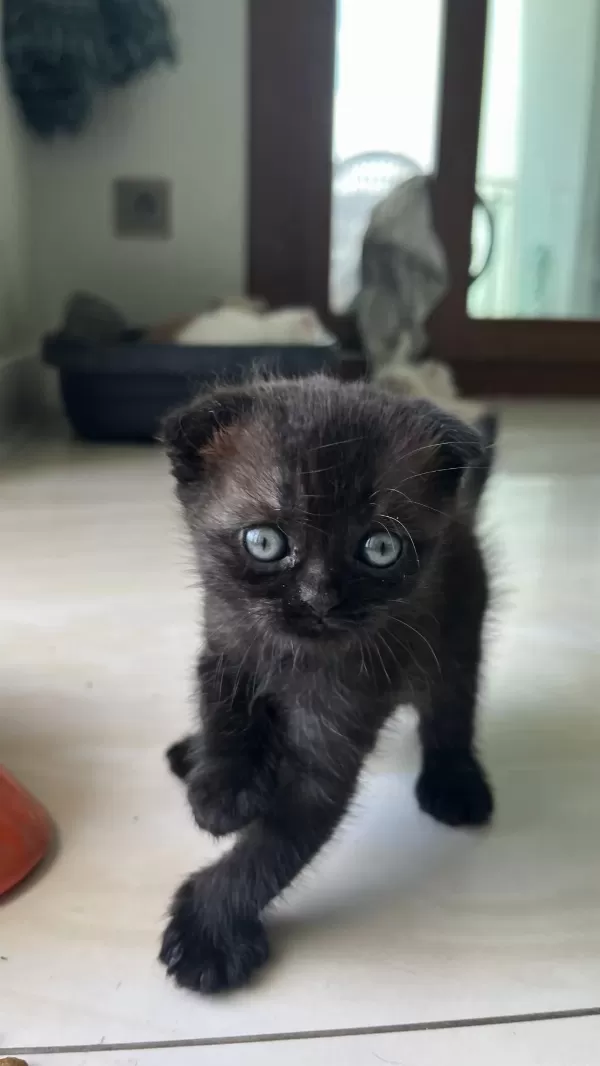 Sağlıklı Yavru Kedilerimiz