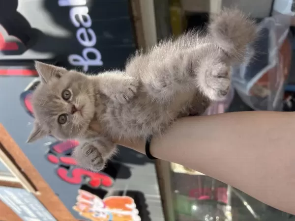 British Shorthair Safkan Bebekler