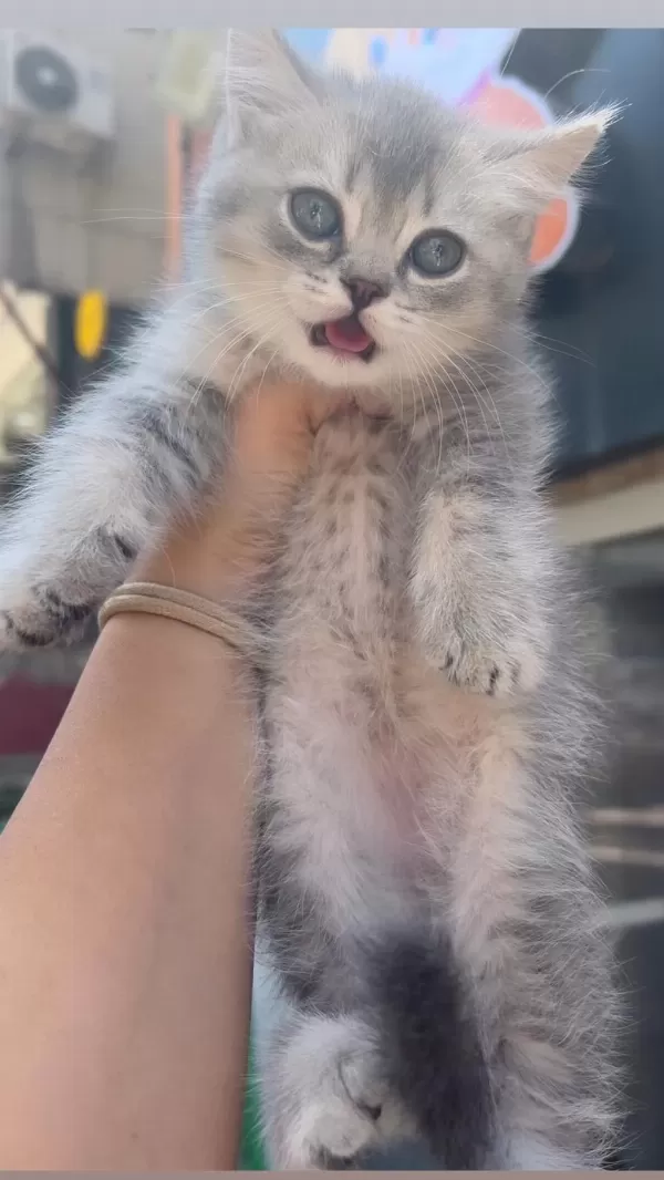 British Shorthair Safkan Bebekler