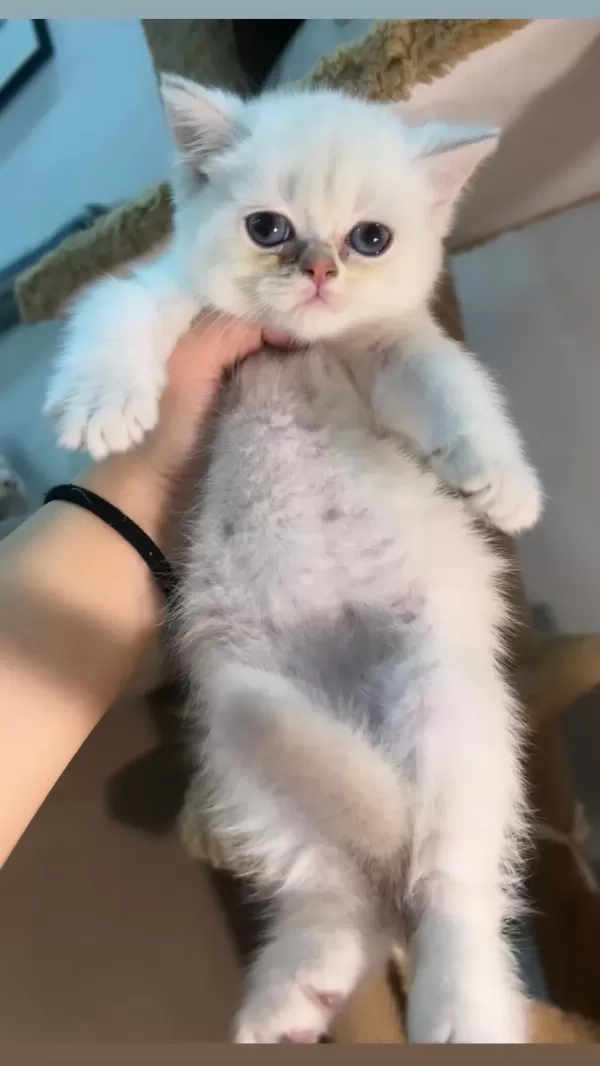 British Shorthair Safkan Bebekler