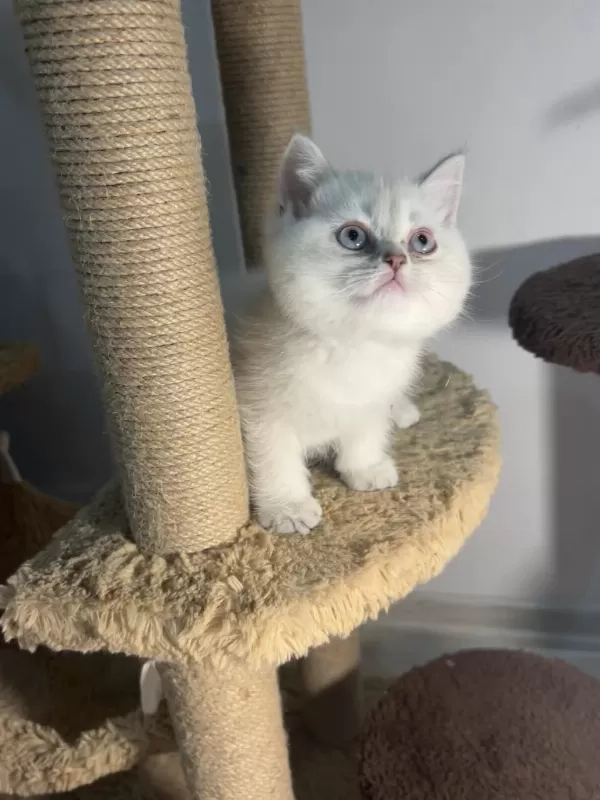 British Shorthair Safkan Bebekler