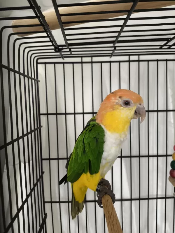 Caique Papağanı (kayık Papağanı)