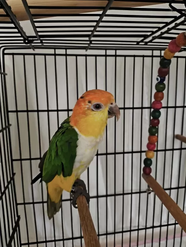Caique Papağanı (kayık Papağanı)