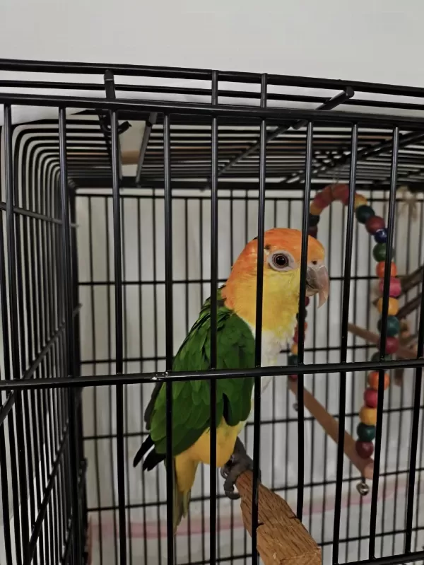 Caique Papağanı (kayık Papağanı)