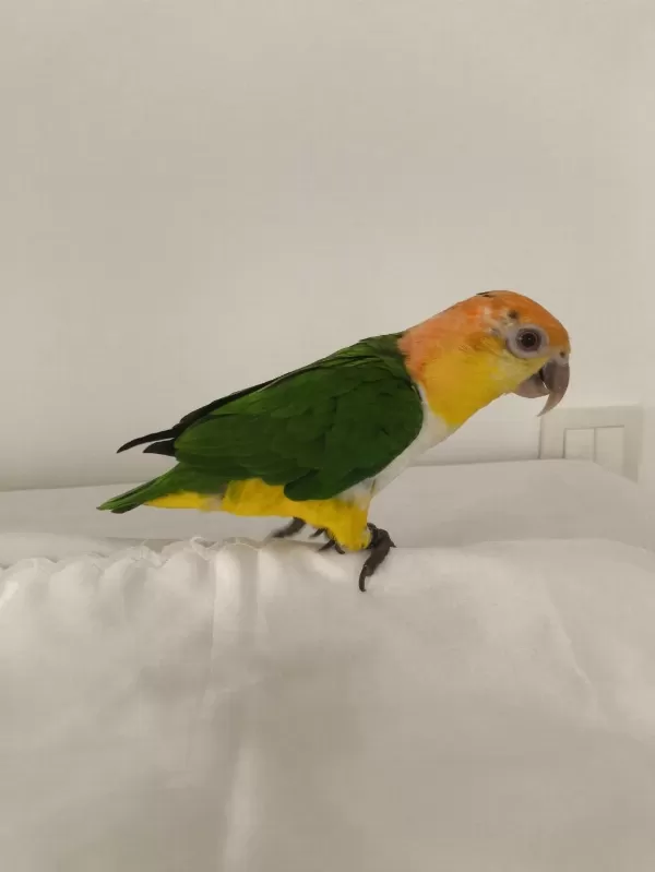 Caique Papağanı (kayık Papağanı)
