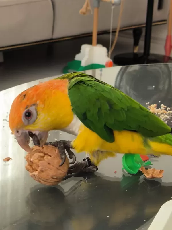 Caique Papağanı (kayık Papağanı)