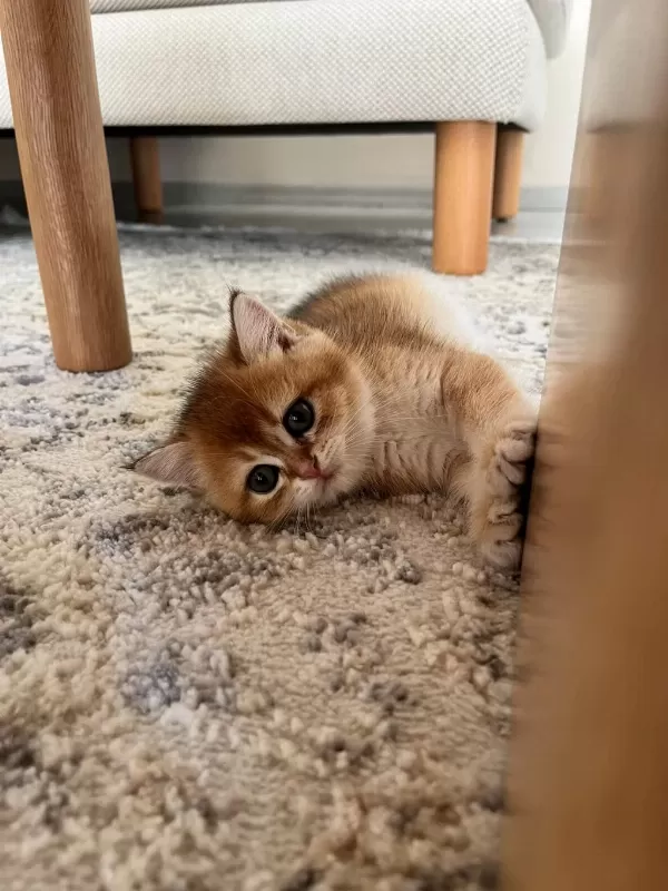British Shorthair Golden