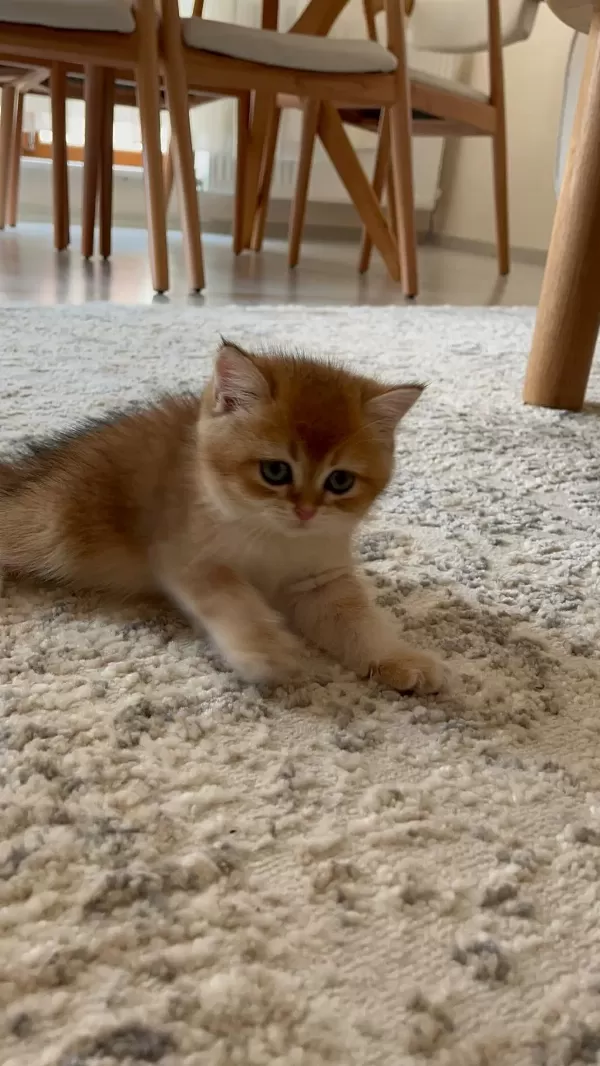 British Shorthair Golden