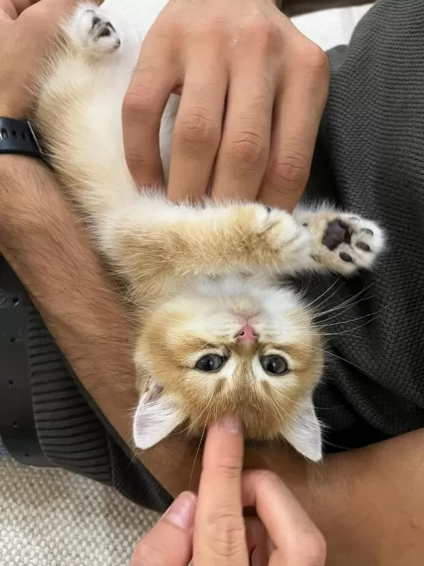 British Shorthair Golden