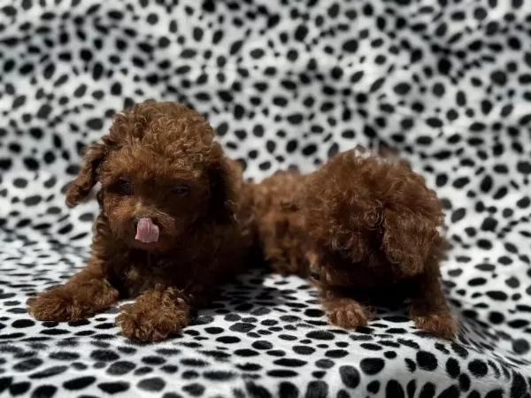Wc Eğitimli Tea Cup Kore Maltipoo Yavrularımız