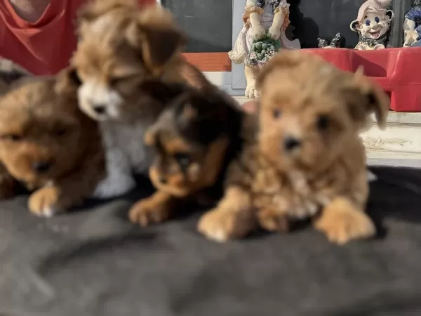 Ankaranın En Seçkin Tea Cup Morkie Yavruları