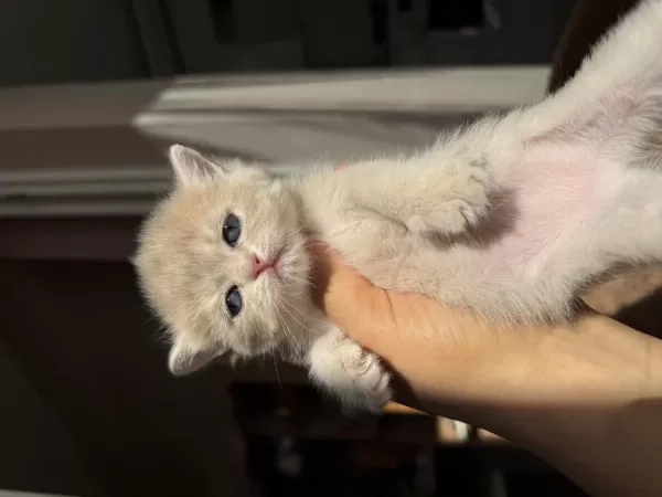Ay12 Blue Golden Show Kalite British Shorthair