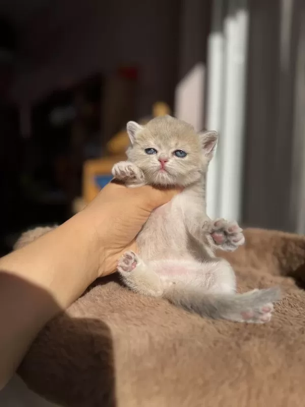 Ay12 Blue Golden Show Kalite British Shorthair