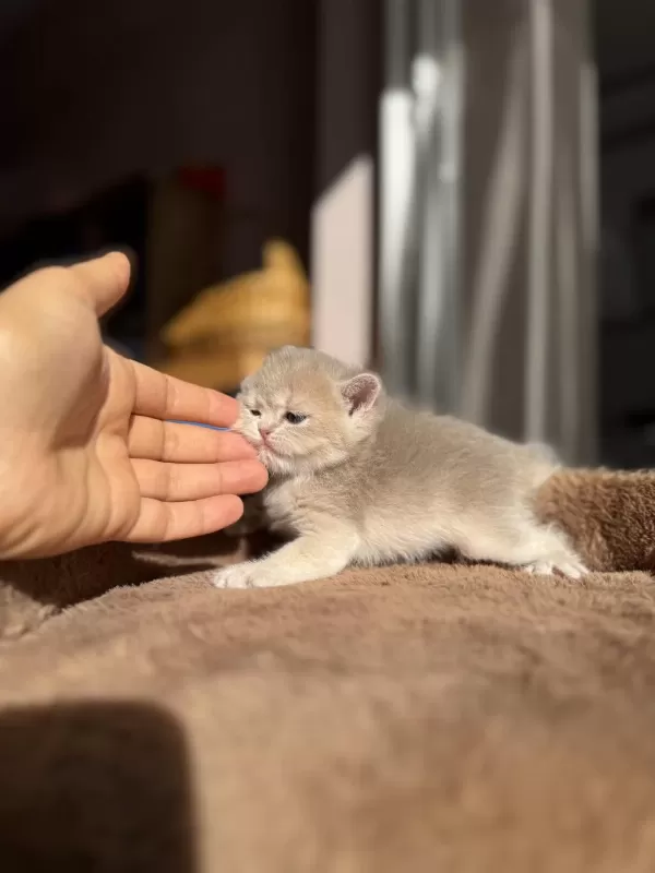 Ay12 Blue Golden Show Kalite British Shorthair