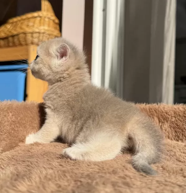 Ay12 Blue Golden Show Kalite British Shorthair