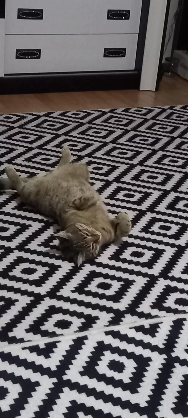 9 Aylık Bebek Kedimiz Yuva Arıyor