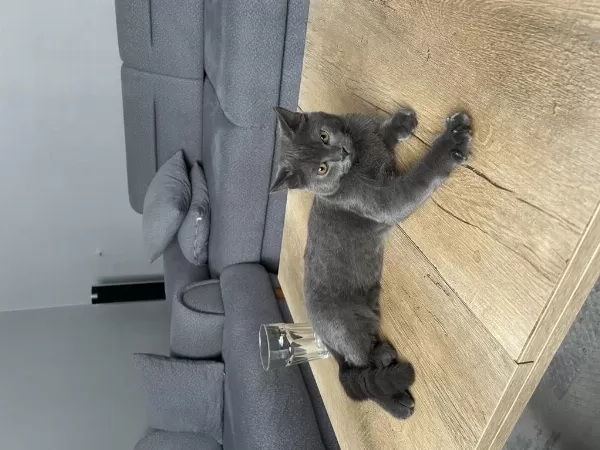 Sevecan Akilli Çocuk British Shorthair