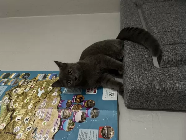 Sevecan Akilli Çocuk British Shorthair