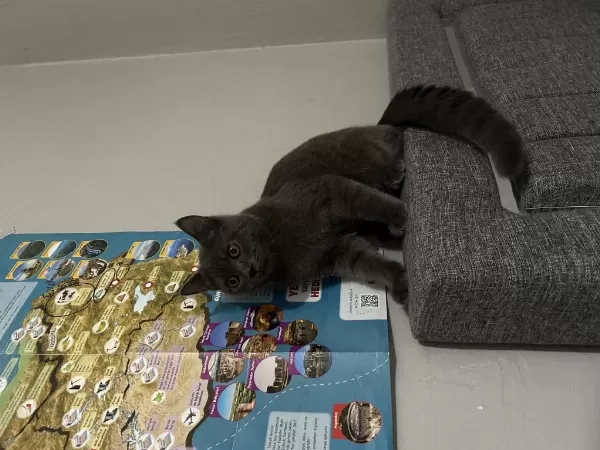 Sevecan Akilli Çocuk British Shorthair