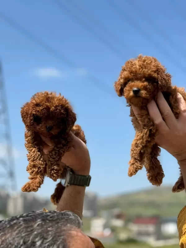 Safkan Boy Ve Kg Ram Garantili Toy Poodle