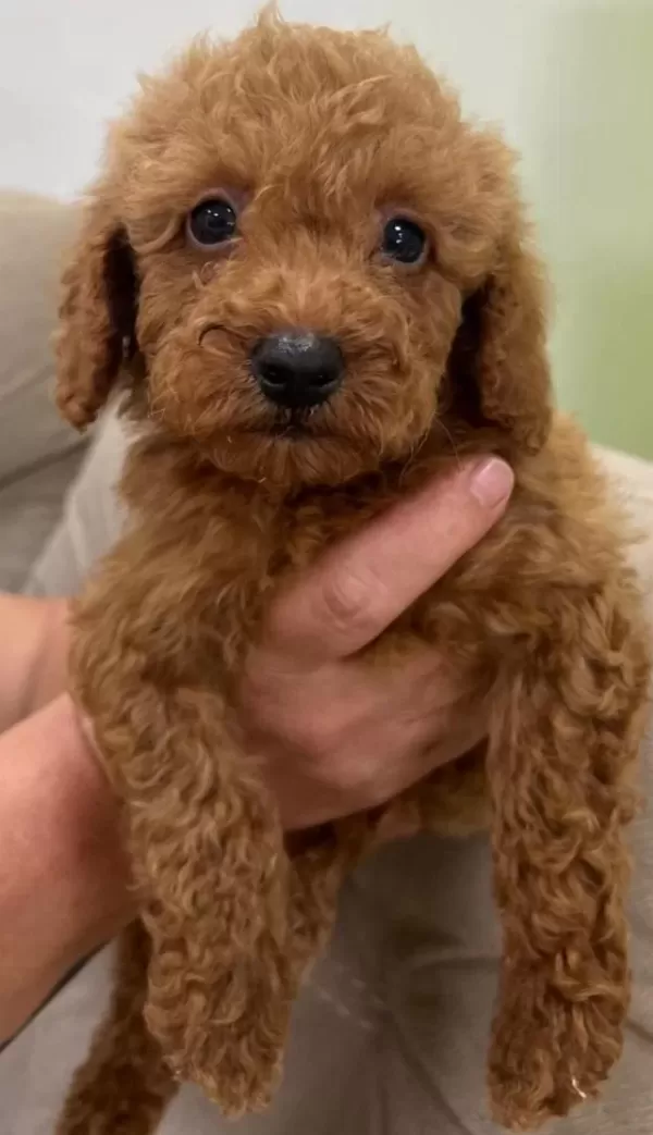 Kaliteli Toy Poodle Yavrular