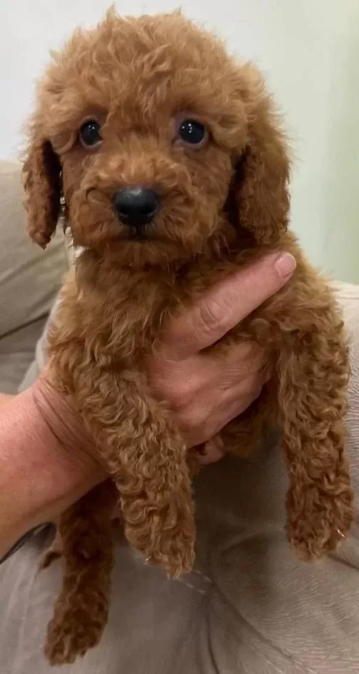 Kaliteli Toy Poodle Yavrular