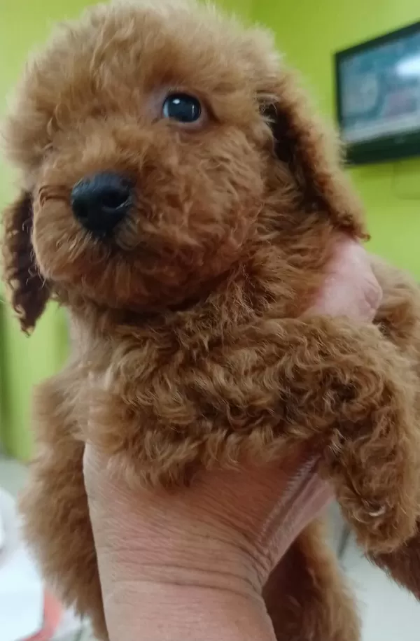 Kaliteli Toy Poodle Yavrular