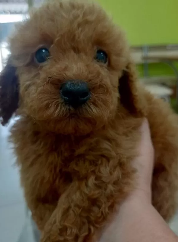 Kaliteli Toy Poodle Yavrular