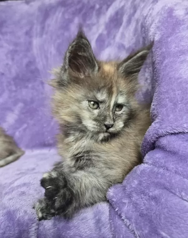 Maine Coon Dişi Smoke Tortie Renk