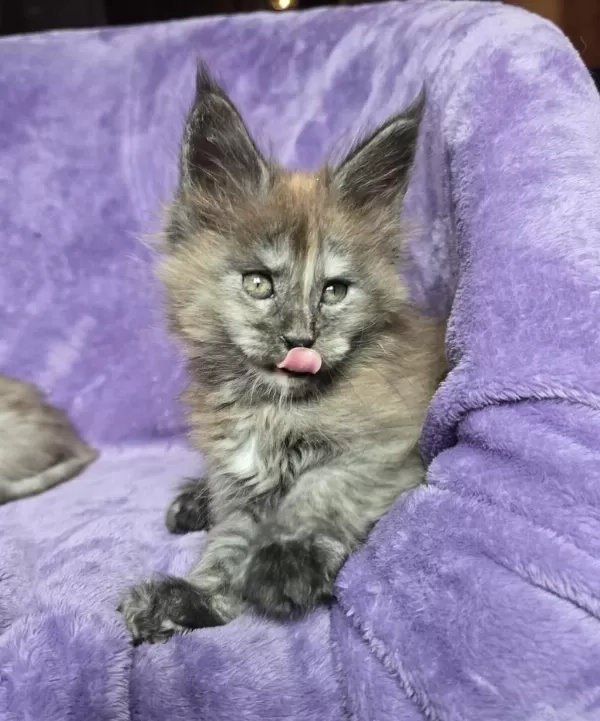 Maine Coon Dişi Smoke Tortie Renk