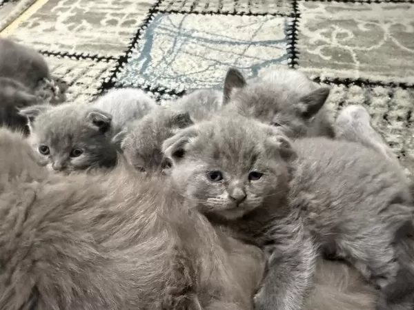 Minnoşlar Kedicikler