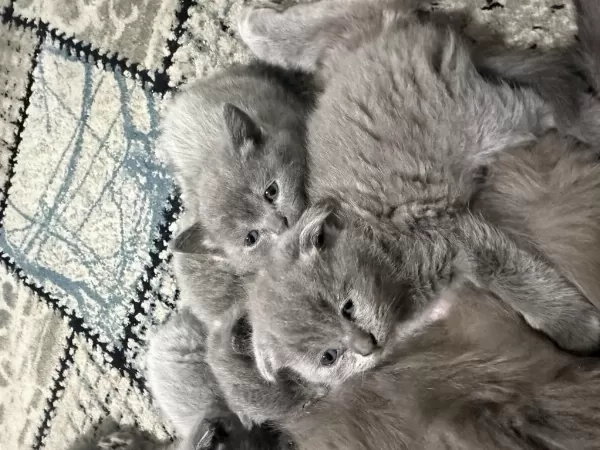 Minnoşlar Kedicikler