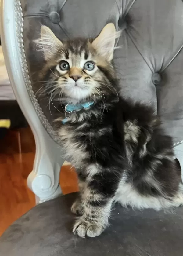 Xxxl Main Coon Orman Rengi Kedimiz