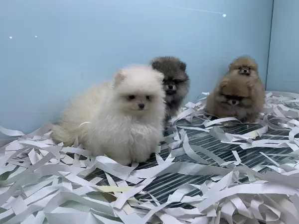 Show Kalite Ayı Suratlı Pomeranian Boo Yavrular