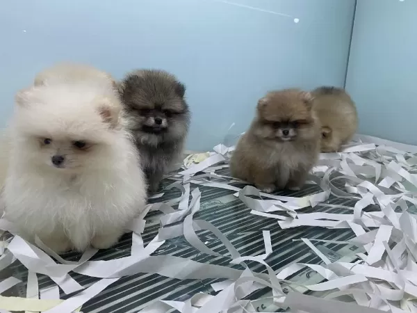 Show Kalite Ayı Suratlı Pomeranian Boo Yavrular