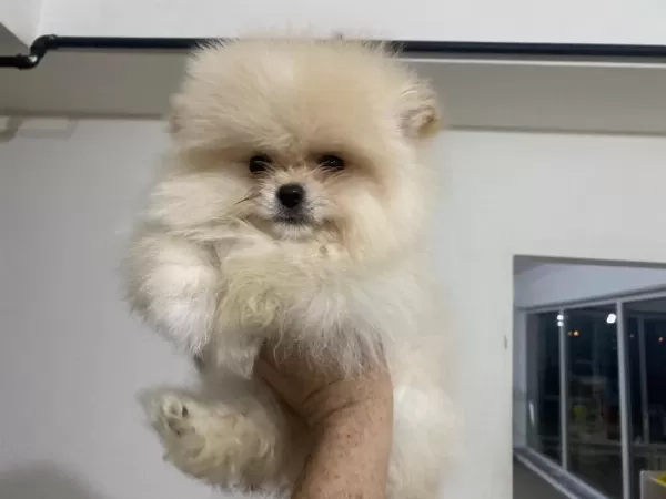 Show Kalite Ayı Suratlı Pomeranian Boo Yavrular