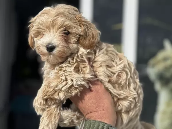 En Güzel Wc Eğitimli Aşılı Karneli Maltipoo Yavrular