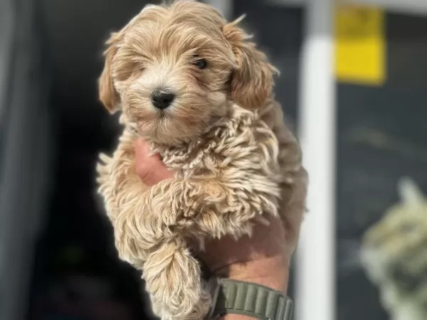 En Güzel Wc Eğitimli Aşılı Karneli Maltipoo Yavrular