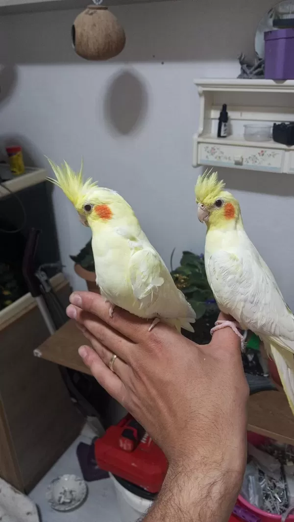 Sultan Papağanı Lutino Full+full Evcil
