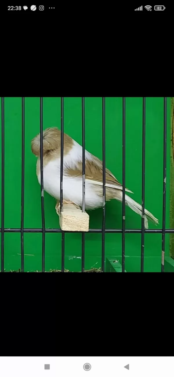 Gloster Kanaryalar En Kaliteli Burada