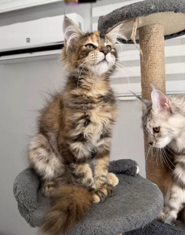 Mco Dişi Kahverengi Tortie Maine Coon