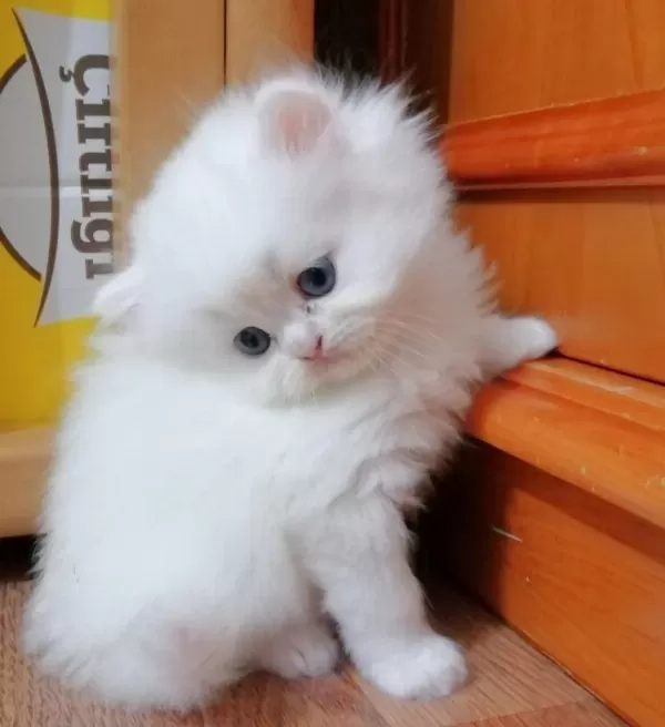 Harika Oyuncu Bebek Chinchilla