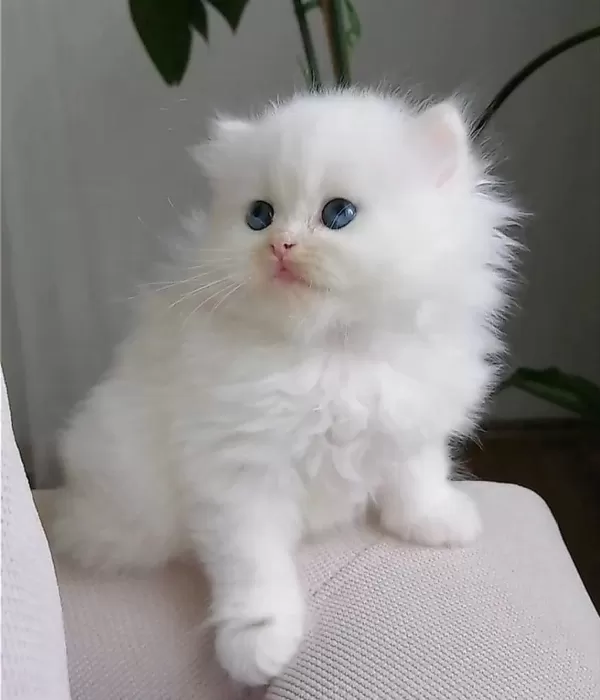 Harika Oyuncu Bebek Chinchilla