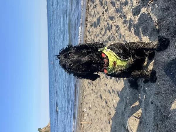 Köpeğimiz Ömürlük Aile Arıyor