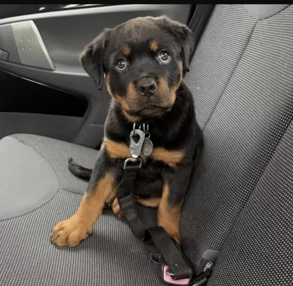 Sağlıklı Rottweiler Köpeği