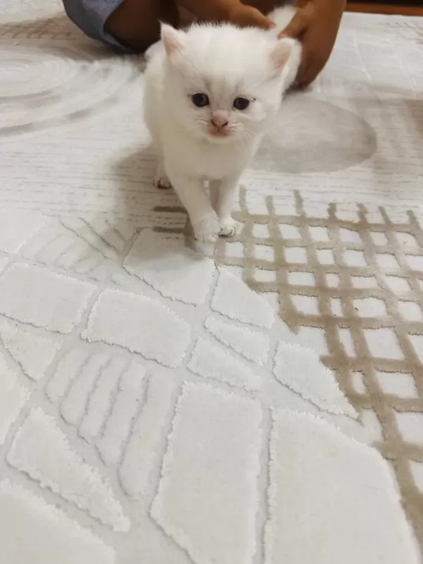 12 Haziran Doğumlu Bir Aylık Erkek Kedimiz