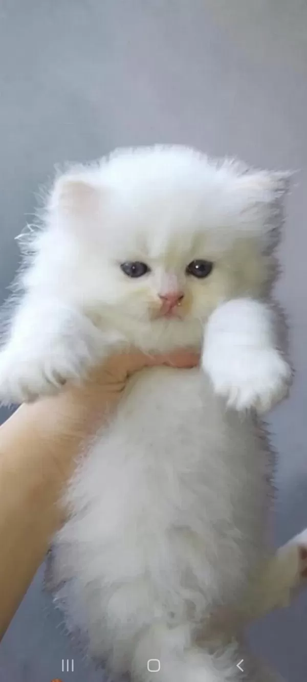 Show Kalite Safkan British Longhair Yavrular